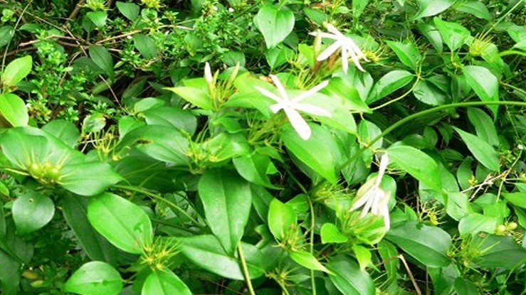 cây chè vằng