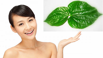 Tác dụng không ngờ từ lá trầu không